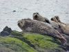 Seals at Kildonan Beach
