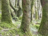 Walk to Glenashdale Falls